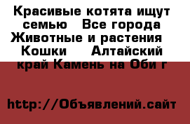 Красивые котята ищут семью - Все города Животные и растения » Кошки   . Алтайский край,Камень-на-Оби г.